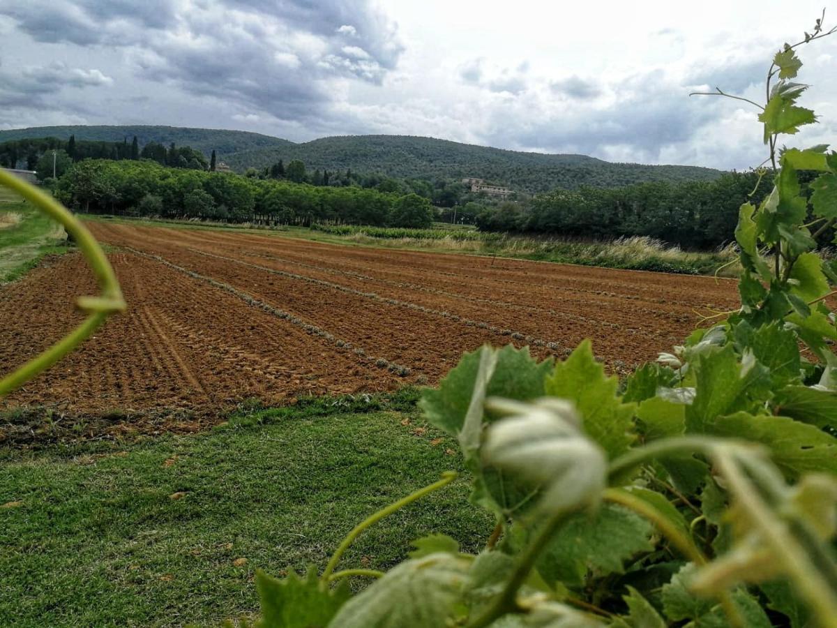 Claudia Vacanza Toscana - Appartamento Nocciolo- 10 Min Da Siena Malignano エクステリア 写真