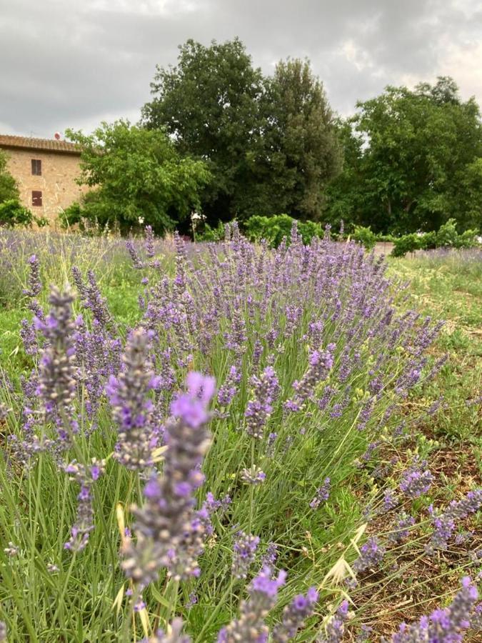 Claudia Vacanza Toscana - Appartamento Nocciolo- 10 Min Da Siena Malignano エクステリア 写真